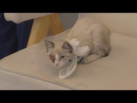 North Texas man arrested, charged for shooting kitten in the face with dart