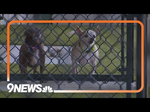 ‘Raise the Ruff’ fundraiser to benefit Pepper’s Senior Dog Sanctuary