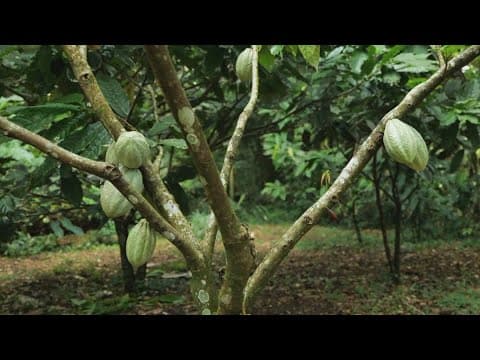 Here's why Halloween candy is more expensive this year