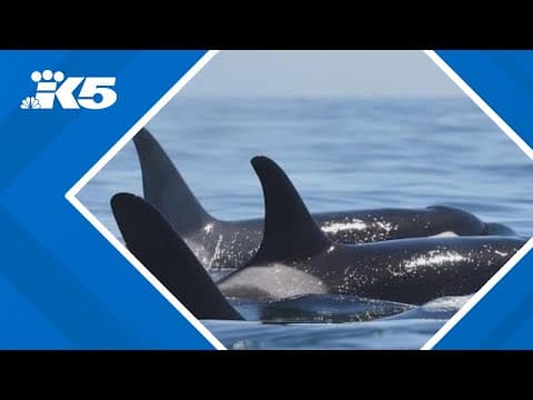 Endangered Southern Resident orcas return to Puget Sound