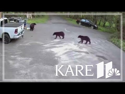 The 3 bears: Maple Grove woman and dog share real-life encounter