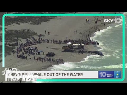 Crews pull 44-foot beached whale out of water in Venice, Florida