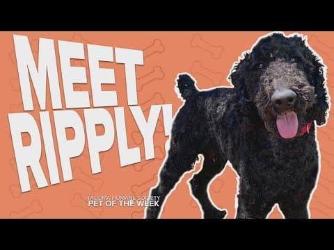 Pet of the Week: Ripply