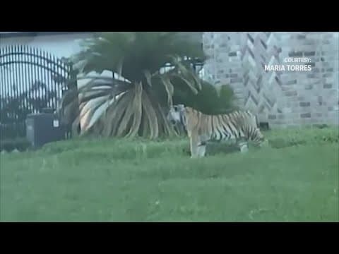 India, the tiger spotted in front yard of Houston neighborhood in 2021, dies