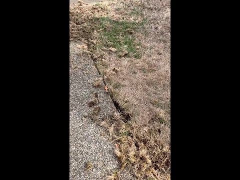 Crows are attacking lawns hunting for beetle larvae. It is more beneficial than you think