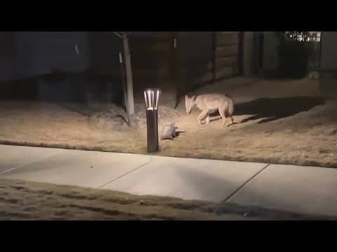 A coyote faces off with an opossum in an epic battle