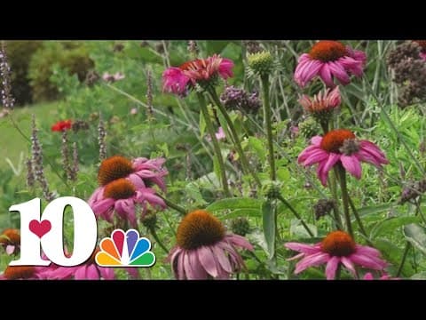 UT Gardens hosts pollinator celebration, teaching people about pollinators' roles in the environment