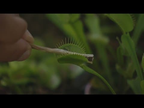 San Diego Botanic Garden hosting 'Savage Gardens' exhibit with carnivorous plants