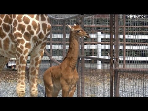 What does a giraffe look like? Here's one at a Tennessee zoo!