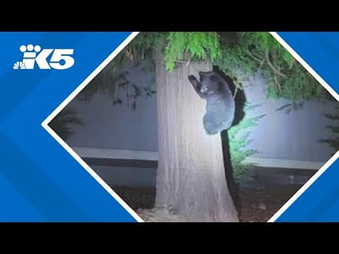 Two bear cubs found in Black Diamond neighborhood