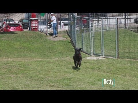 Tailwaggers: Meet Betty