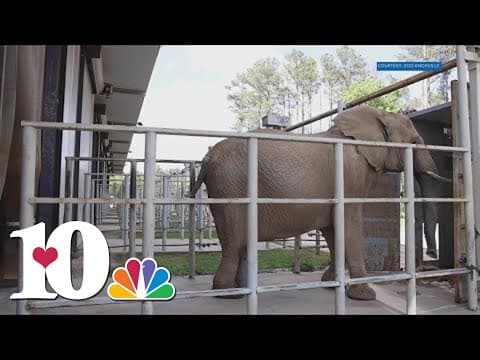 Zoo Knoxville elephant dies at sanctuary
