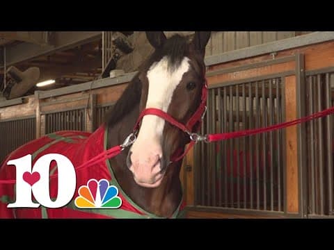 Budweiser Clydesdales trot into East Tennessee