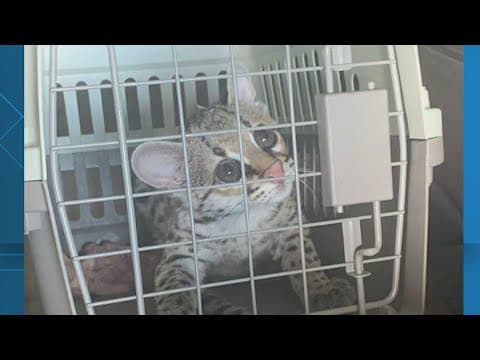 Couple arrested while trying to sell jaguar cub out of Academy parking lot, officials say