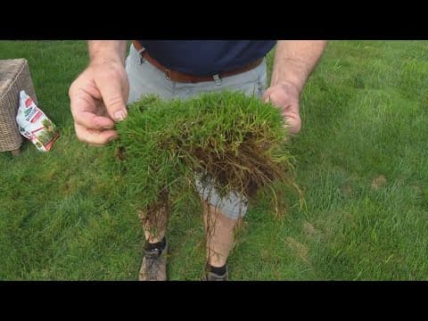 Pat Sullivan's tips on how to take care of your lawn