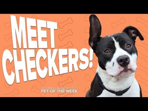 Pet Rescue of the Week: Checkers