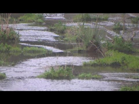 Study: leaking sewer is polluting the San Diego River, closing beaches
