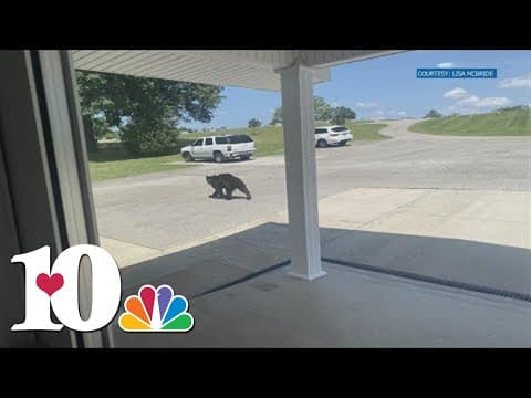People across East TN spotting bears as they start searching for food, mates