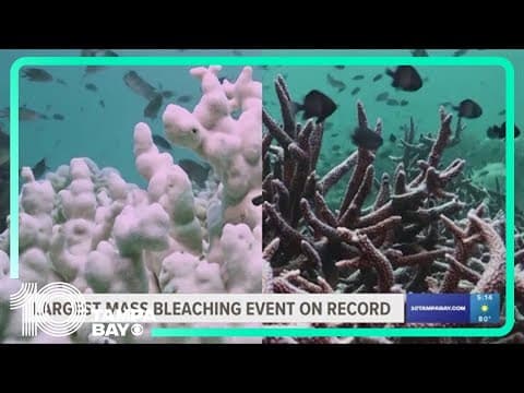 NOAA reports most extensive global coral bleaching event on record