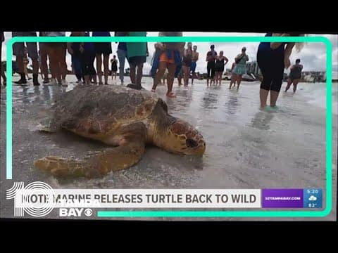 Mote releases sea turtle with tracking tag to improve conservation efforts