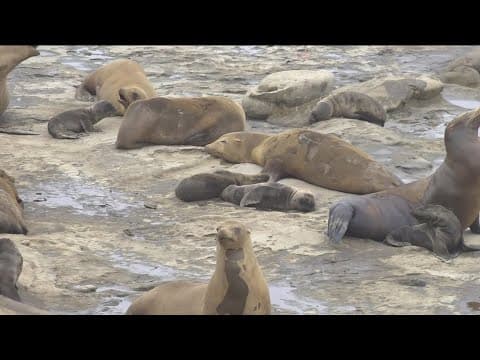 La Jolla working group proposes protections for La Jolla Cove sea lions, public access