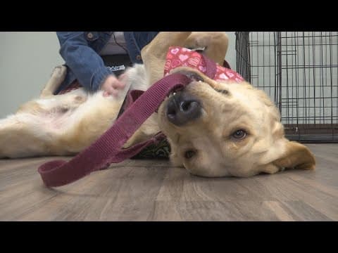 ICAN's Valentine's fundraiser combines love, treats and service dog training