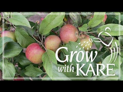 Grow with KARE - No apples on your trees this year? It could be due to over-cropping