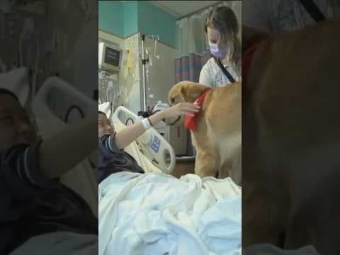 Rady Children’s Hospital in need of professional canine therapy program for kids