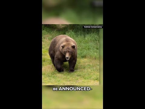 Alaska's bears compete in annual Fat Bear Week