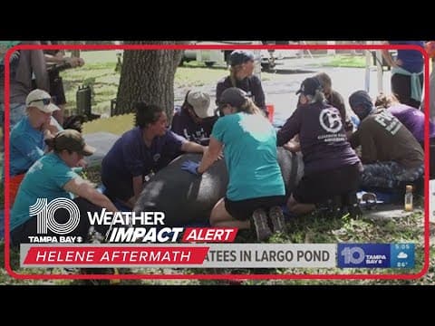 FWC rescues stranded manatees from Largo pond