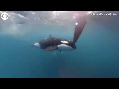Orca whales caught nudging rudders of yacht