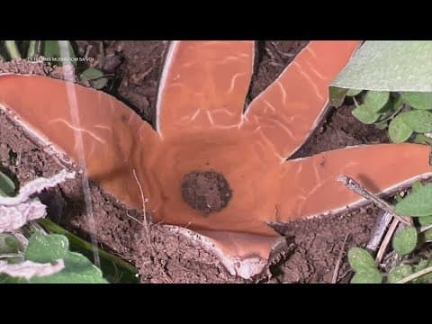 Rare hissing mushroom found in Texas state park