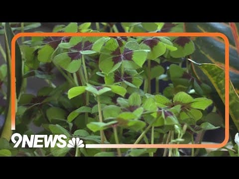 Denver Urban Gardens: What can you start planting now?