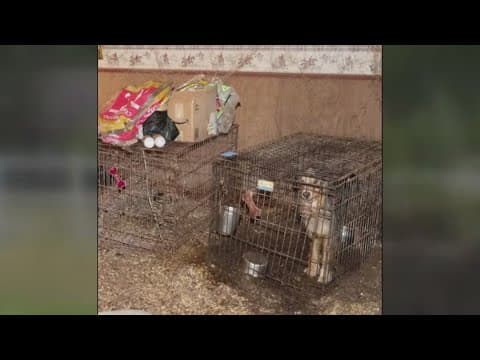 Owner of dog boarding, breeding facility appears before judge after 5 dead dogs found