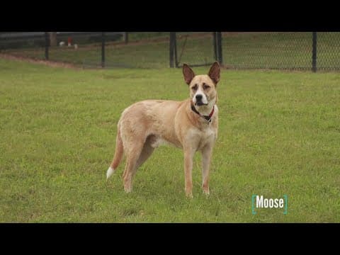 Tailwaggers: Meet Moose