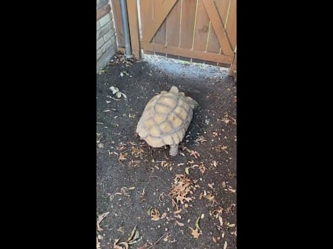 Neighbors help Turtle get home