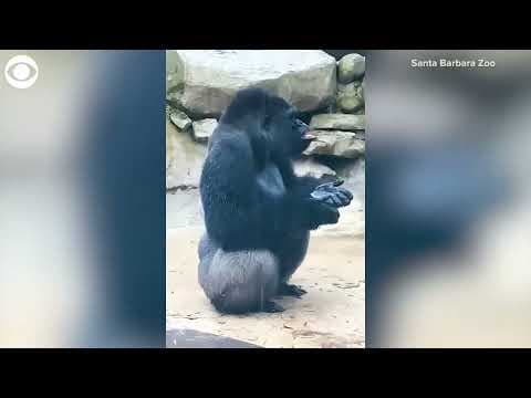 Gorilla plays in rain at Santa Barbara Zoo