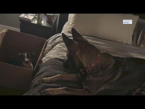 Houston police K9 rescues puppy left tied up in woods