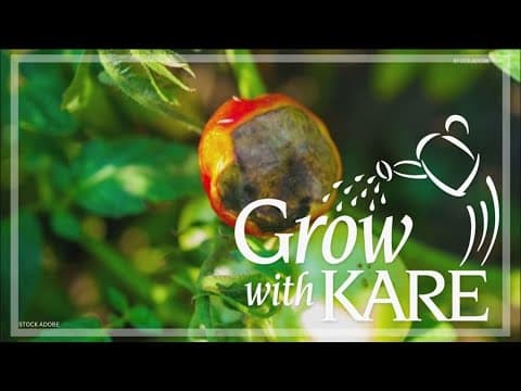 Grow with KARE: Tomato Blight