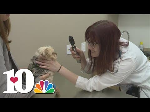 Pest control experts share tips on how to prevent tick and flea problems in pets