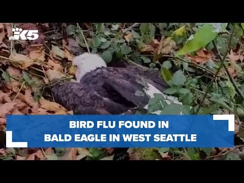 Bird flu found in bald eagle in West Seattle