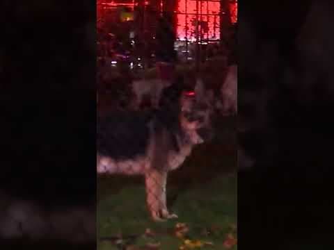 Dogs evacuated, some still on the loose after fire at Seattle dog daycare #shorts