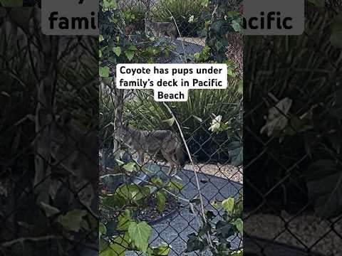 The babies were taken to the Humane Society, which believes they can be released back in the wild.