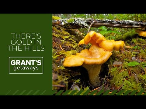 There's Gold in the Hills | Grant's Getaways