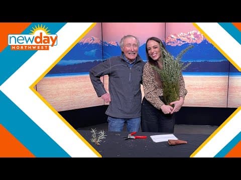 How to keep rosemary growing in your garden - New Day NW