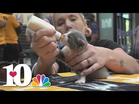 Young Williams hosts kitten shower