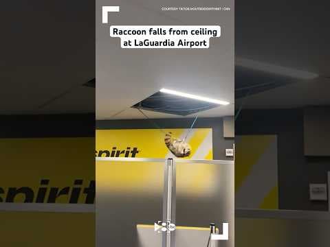 Raccoon falls from ceiling at LaGuardia Airport