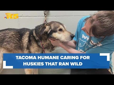 Tacoma Humane caring for huskies that were running wild for weeks