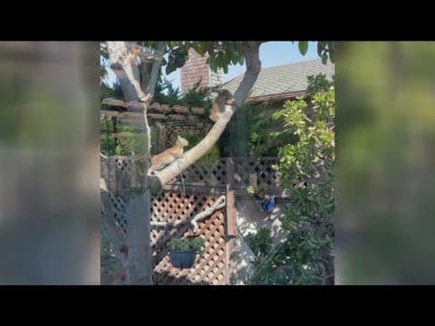 Video shows bobcat kittens in a Carlsbad yard