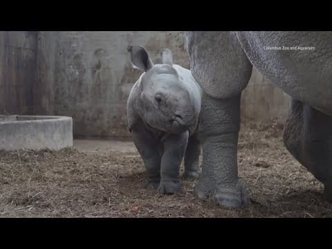 The Wilds announces birth of 2nd greater one-horned rhino calf